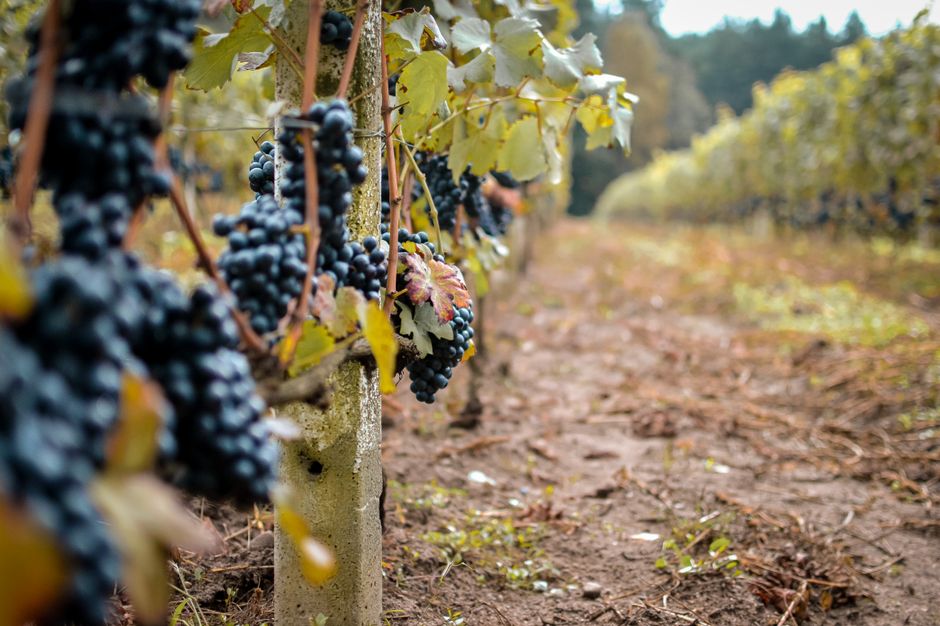 Grape vines in a vineyard row near the Finger Lakes region.