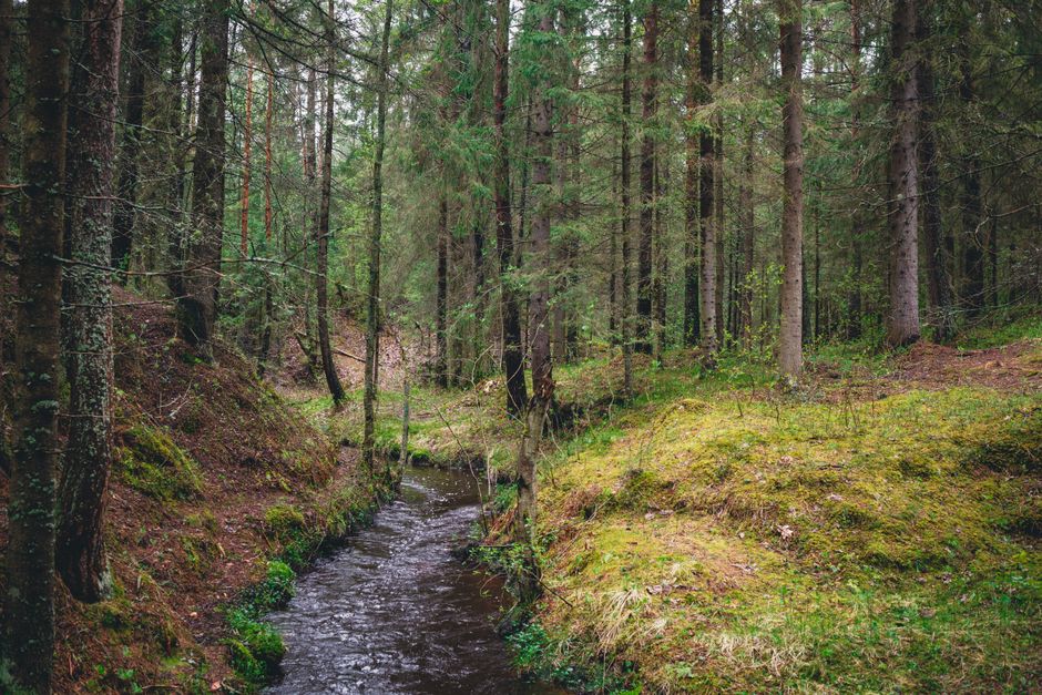 Wooded creek, typical of the forested terrain around Enfield, NY.