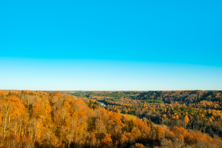 Forested valley and stream, typical of the ridge terrain around Hector, NY.