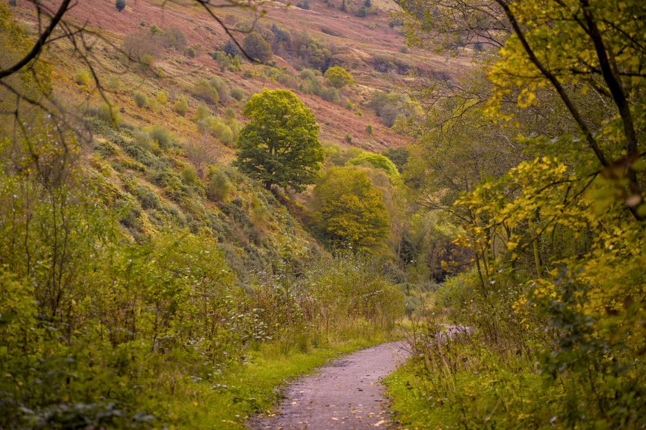 Wooded hillside, typical of the terrain surrounding Ithaca, NY.