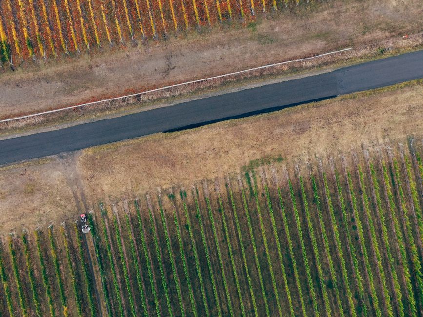 Rural vineyard road, typical of the wine-trail area near Trumansburg, NY.