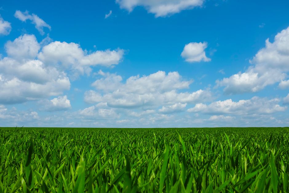 Grassy field under a blue sky, typical of rural upstate New York.